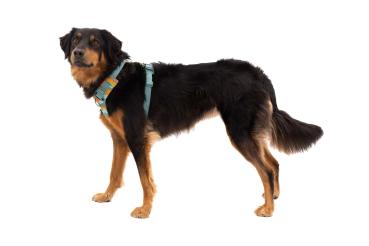 Ruffwear Front Range Geschirr Spring Mountains Gr. S